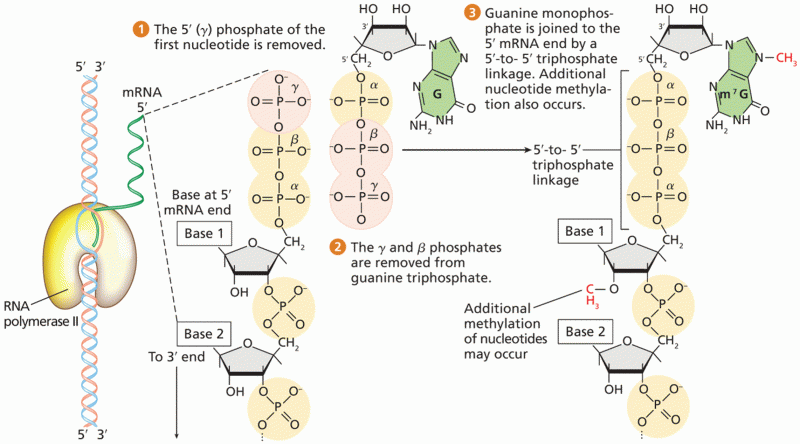 Capping the 5ˊ end of eukaryotic pre-mRNA