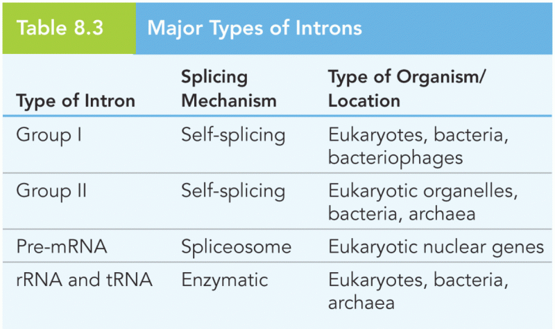 Major Types of Introns