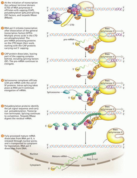 The Gene Expression Machine Model for Coupling