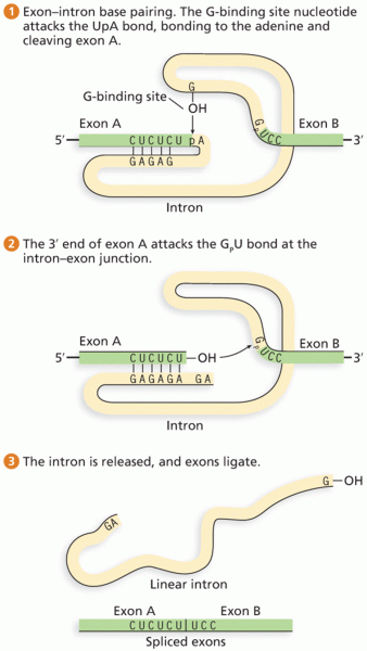 Self-splicing of group I introns