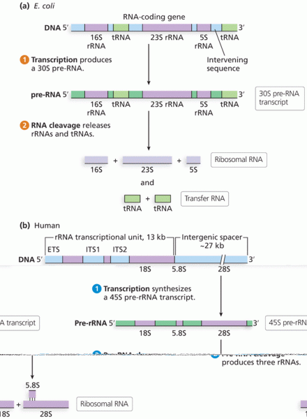 The processing of ribosomal and transfer RNA