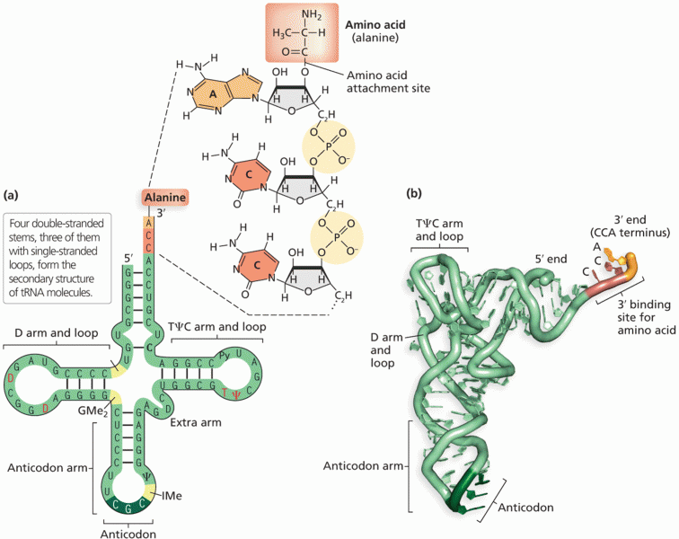 Transfer RNA structure