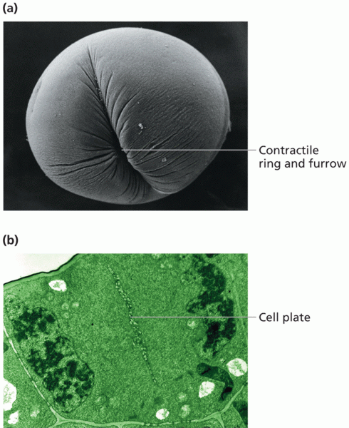 Cytokinesis in animal cells (a) and plant cells (b)