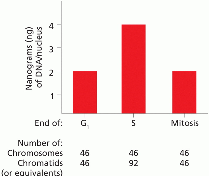 A profile of the nuclear contents of a cell through the mitotic cell cycle