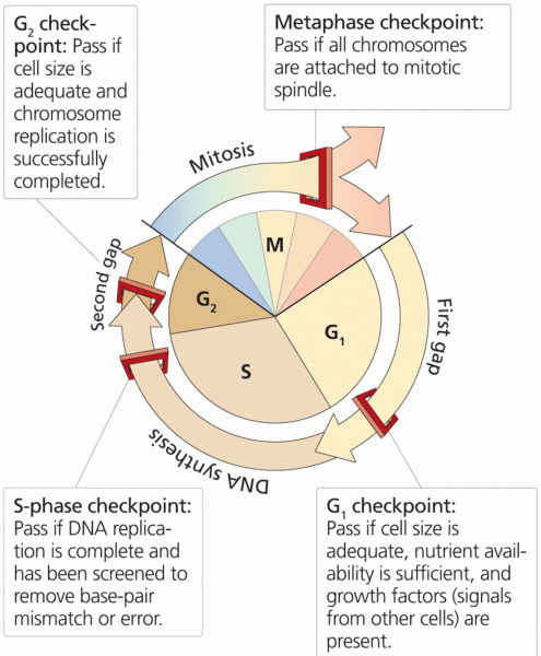 Major cell cycle checkpoints