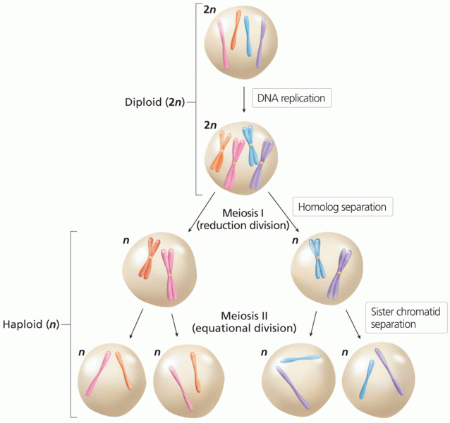 An overview of meiosis