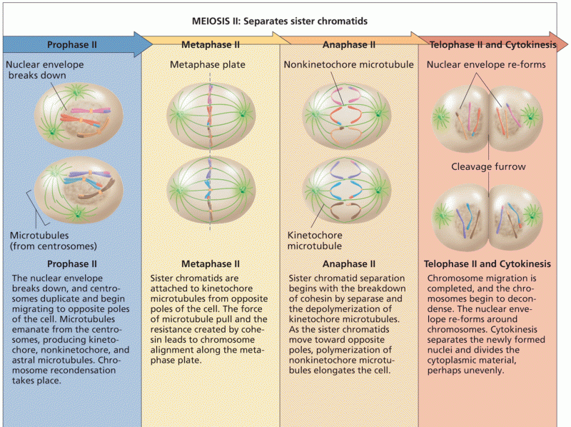 The stages of meiosis