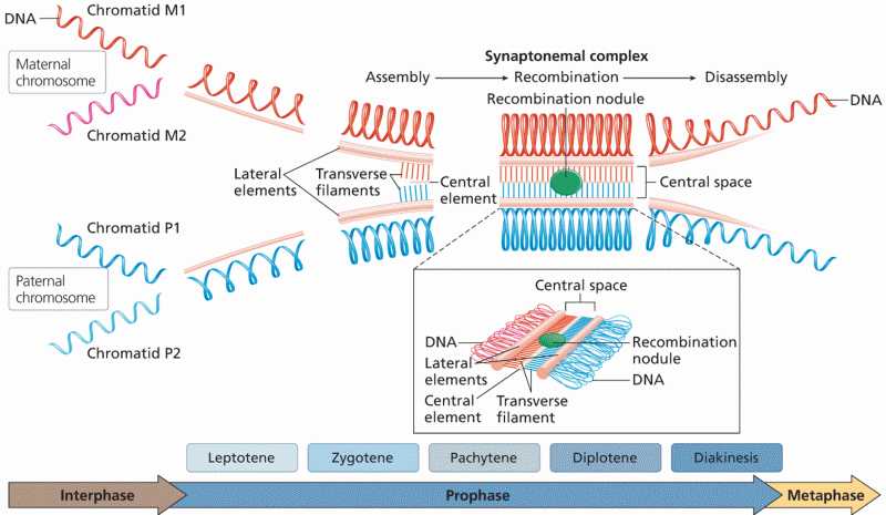 The synaptonemal complex