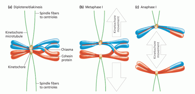 Homolog separation in meiosis I