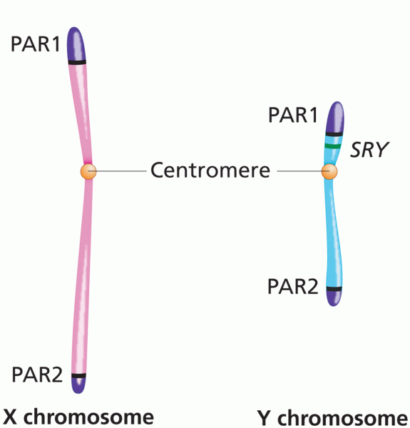 The pseudoautosomal regions of the X and Y chromosomes
