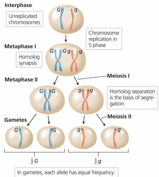 Meiosis and the law of segregation.