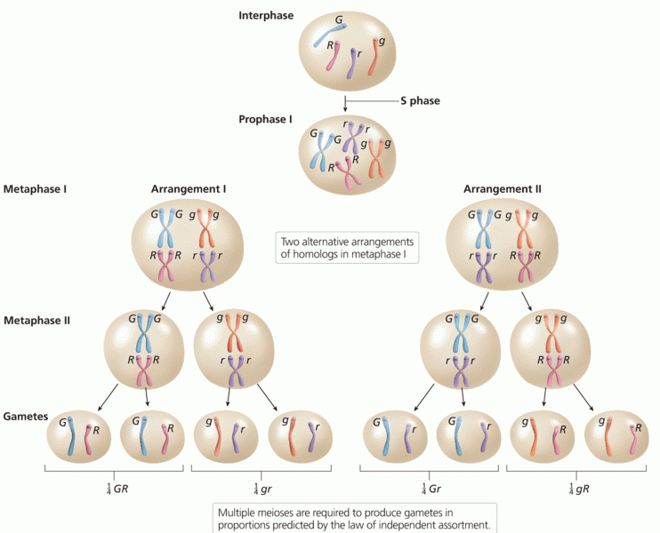 Meiosis and the law of independent assortment