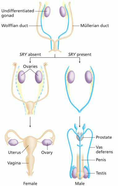 Mammalian male sex determination is initiated by the Y-linked SRY gene