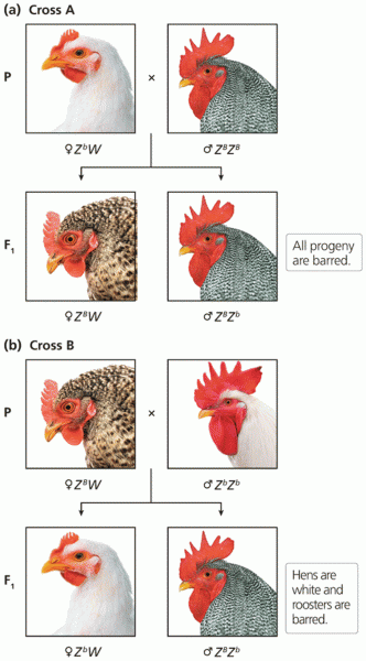 Z/W inheritance of feather form in poultry is revealed by analysis of reciprocal crosses