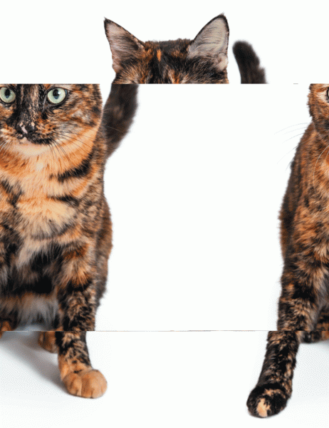 Calico coat, produced by X inactivation in female cats