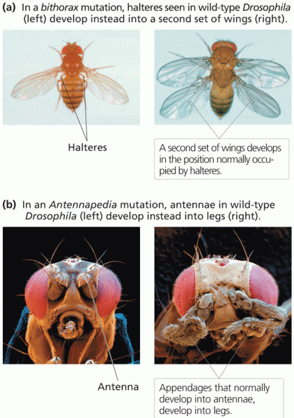 Inappropriate positions of organs and body structures in homeotic mutants