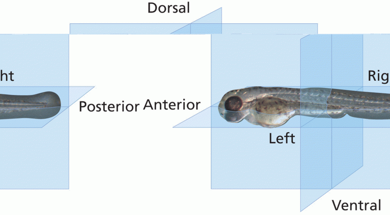 The three embryonic axes of a zebrafish