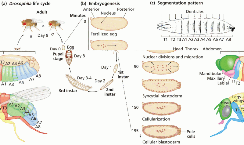 Overview of Drosophila development