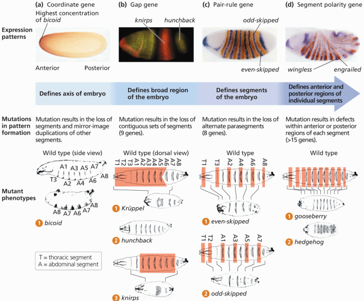 Mutations causing defects in pattern formation in Drosophila
