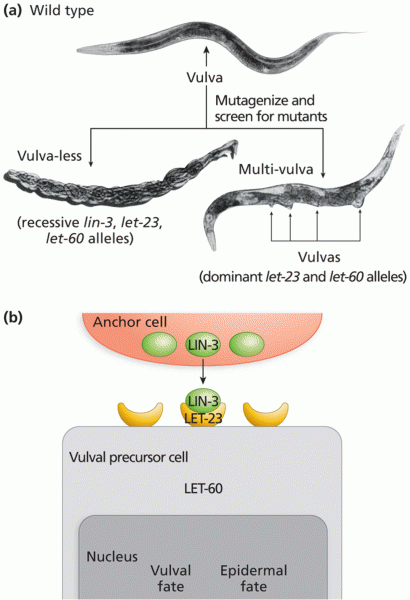 Genetic analysis of vulval development in C. elegans