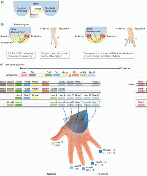 Limb-position and digit determination