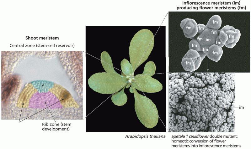 Shoot meristems in plant growth