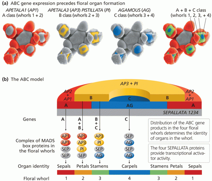 The ABC model of flower development