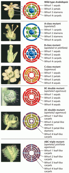 Floral homeotic mutations in Arabidopsis