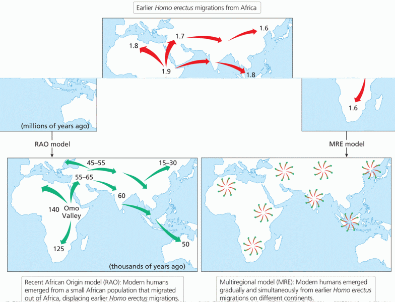MRE and RAO models of hominin migration.
