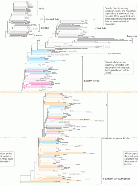 Cladogram showing genetic distances and relationships between human populations