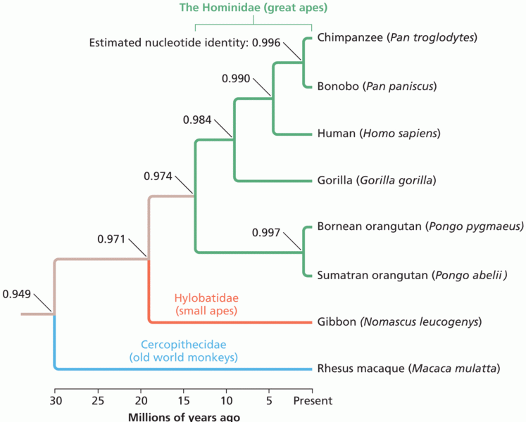 Phylogenetic relationships among apes and monkeys