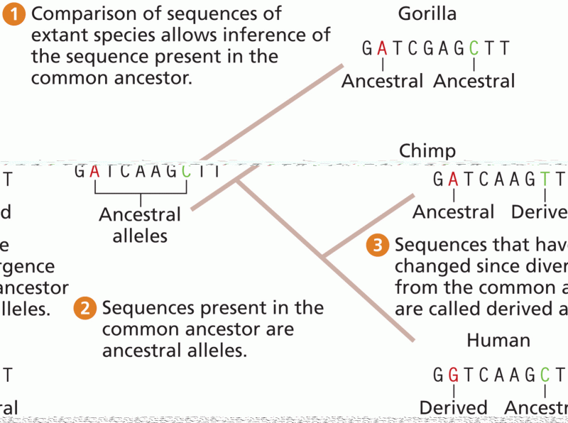 Identifying ancestral versus derived alleles