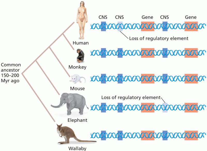 Identification of conserved noncoding sequences (CNS)