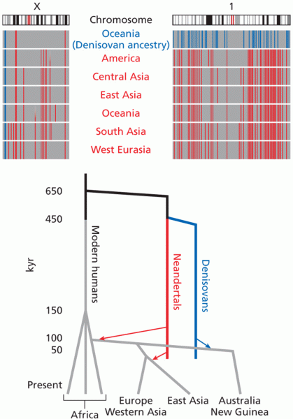 The distribution of Neandertal and Denisovan DNA in the modern human genome