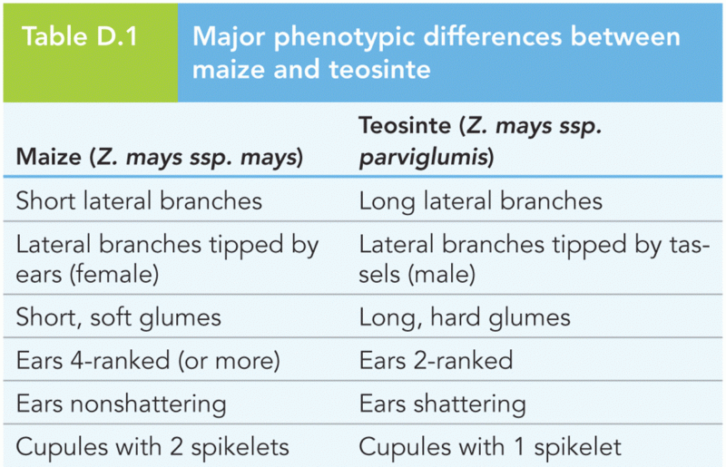 Major phenotypic differences between maize and teosinte