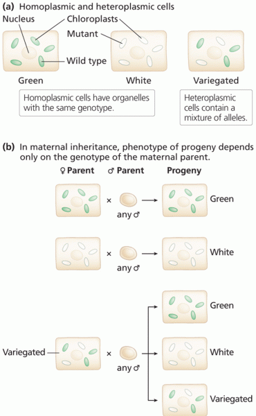 Homoplasmy and heteroplasmy in cells