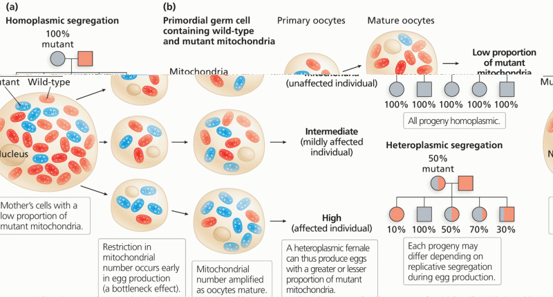 Variable penetrance of mitochondrial mutations