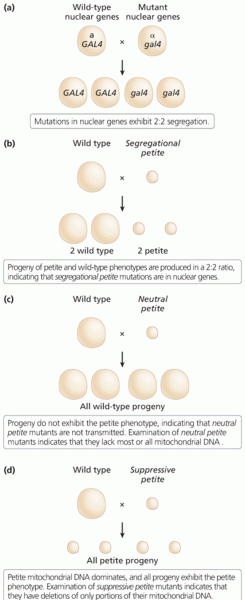 Transmission of petite phenotypes in Saccharomyces cerevisiae