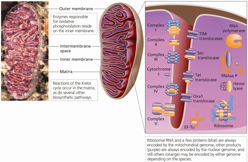 Mitochondrial structure and function
