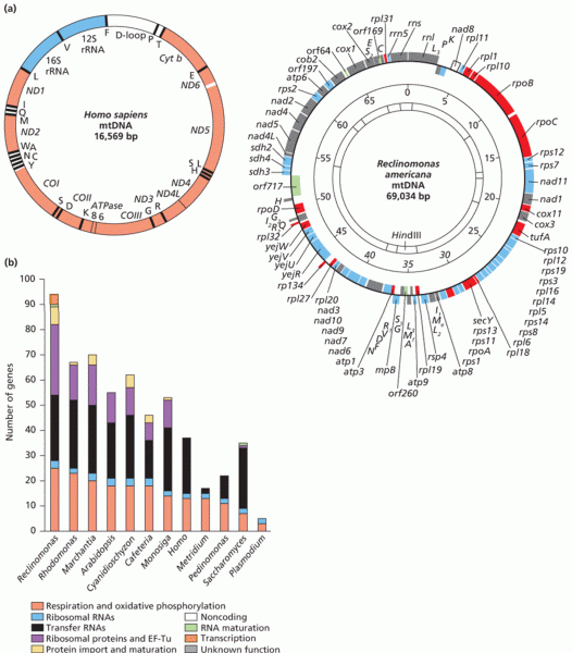 Gene content of mitochondrial genomes