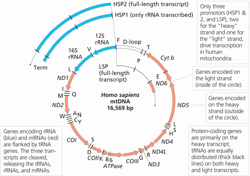 Human mitochondrial transcription