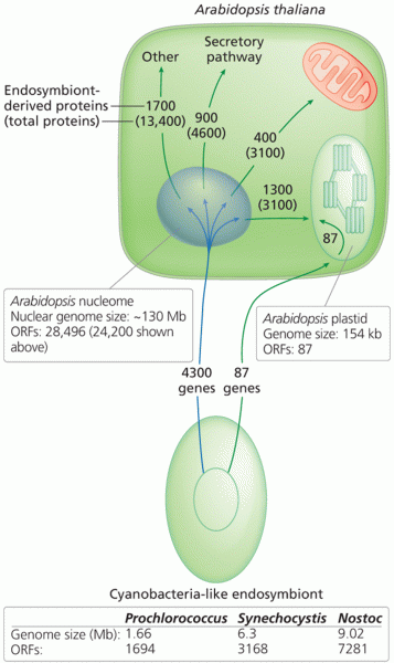 Evolution of genes derived from the cyanobacteria-like endosymbiont