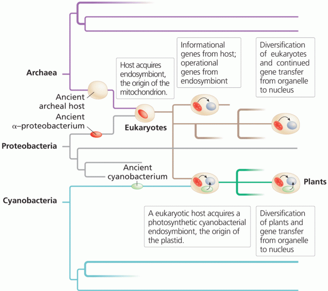One hypothesis for the evolution of the eukaryotes
