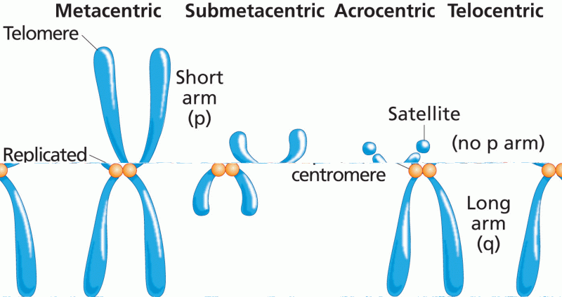 Chromosome shape