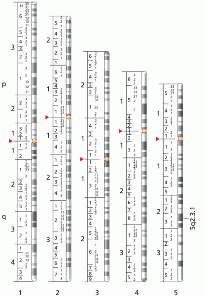 Standardized human chromosome banding patterns