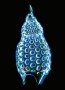 Radiolarians