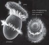 Didinium, a barrel-shaped ciliate with tufts of cilia, catching (left) and engulfing (right) Paramec