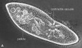 Paramecium