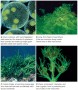 Chlorophyte Algae