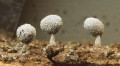 Fruiting Bodies with Resting Spores